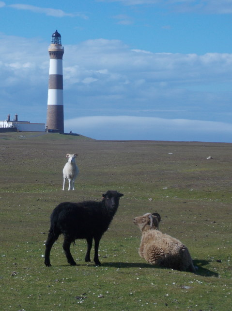 North Ronaldsay: different coloured sheep