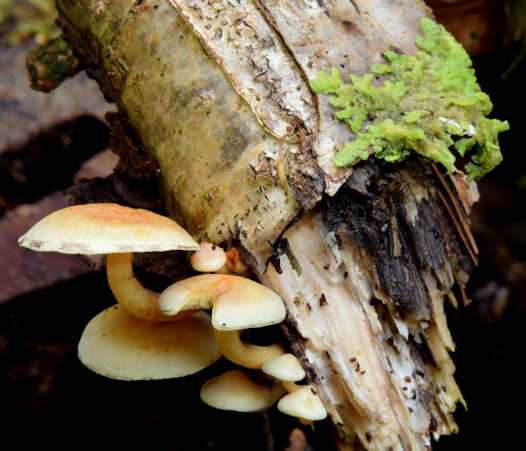Fungi, Glenlyon, Holywood - October 2015(3)