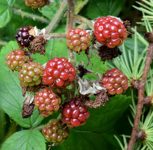 Blackberries, Glenlyon, Holywood -... © Albert Bridge cc-by-sa/2.0 ...