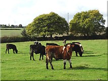 SE2512 : Cattle at White Cross Farm by Neil Theasby