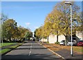 Leaf-fall in Lichfield Road