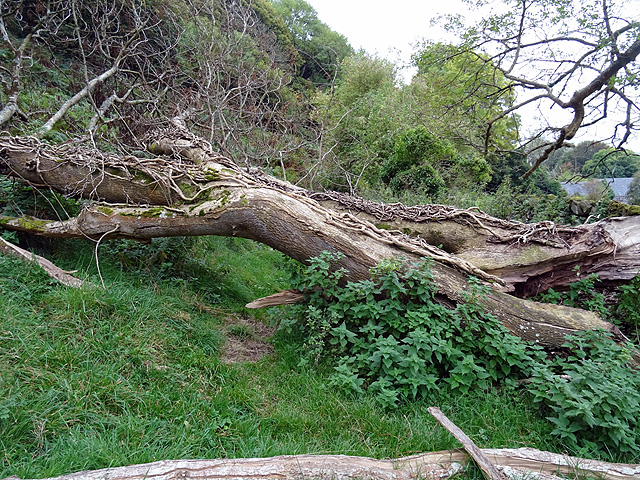 Fallen tree at Bronclydwr