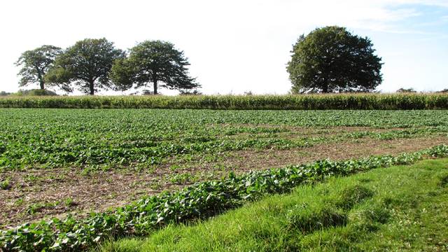 Crop fields near Morningthorpe