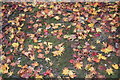 SJ4087 : Fallen Acer leaves, Calderstones Park by Mike Pennington