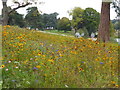 SJ8640 : Trentham Gardens - wild flowers by Chris Allen