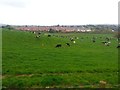 Grazing herd north of Blackwood