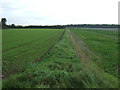 Field margin near Freckenham