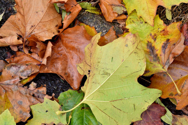 Autumn leaves, Dundonald - October 2015(1)