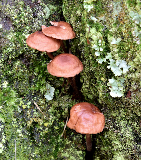 Fungi, Dundonald - October 2015(2)