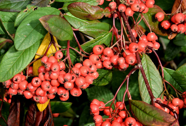 Cotoneaster berries, Dundonald (October 2015)