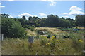 Allotments in South Purley