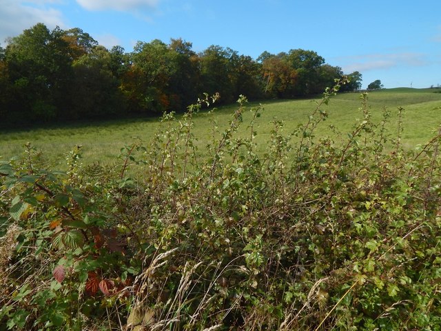 Hedgerow near Westerton