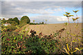 Farmland at Little Tring