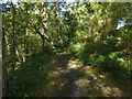 Footpath in Garrawy Glen