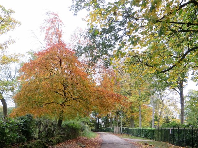 Autumn in Grange Road