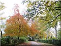 Autumn in Grange Road