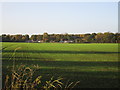 View towards Alverley Grange Caravan Park