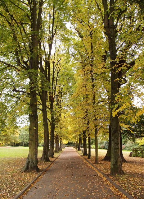 Tree-lined pedestrian path, The Grove, Alexandra Park