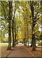 TQ2989 : Tree-lined pedestrian path, The Grove, Alexandra Park by Jim Osley