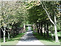 Avenue from Mereworth Castle