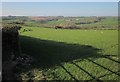 Sheep pasture near Cadbury Barton