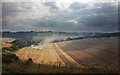 Harvesting wheat