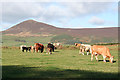 Cattle at Cottown