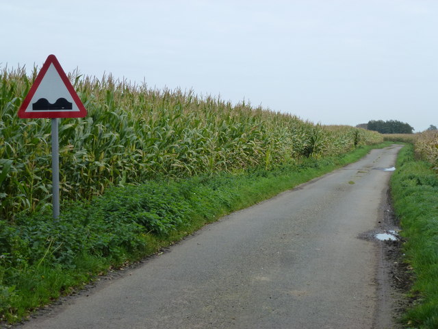 Folly's Drove and maize crops near Guyhirn