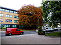 Leafy trees, Mountjoy Road, Omagh