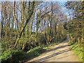 Lane through Lowerkings Hill Copse