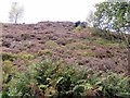 Bank of Heather