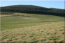 NJ5420 : Towards Drumbarton Hill by Anne Burgess