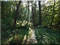 Woods near Nobleston: Croft Huggan