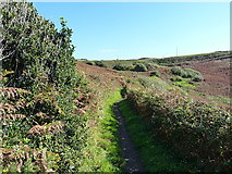 SW5927 : South West Coast Path near Rinsey Head by Richard Law