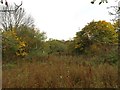 Silverdale: abandoned allotment