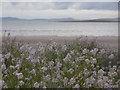 Stronsay: beach plants at St. Catherine?s Bay