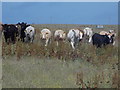 HY5321 : Shapinsay: a line of running cows by Chris Downer