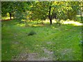 Fork in a path - Woodgate Valley