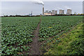 Footpath towards Cottam Power Station