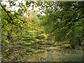 Farnley fish pond(1)