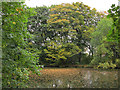 Farnley fish pond (2)