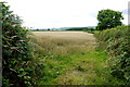 Field of Barley