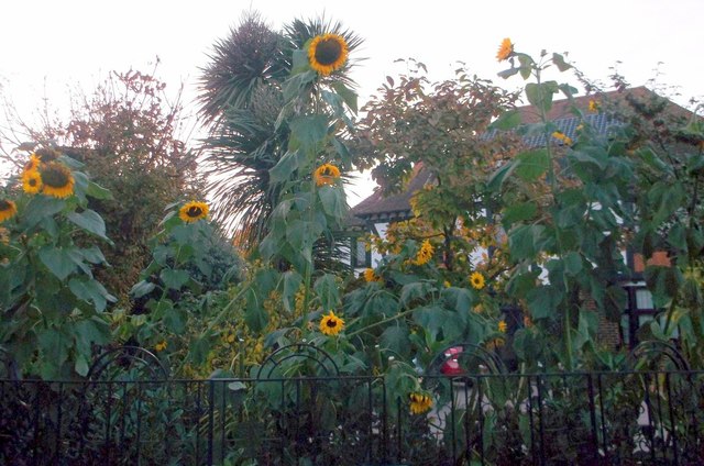Impressive display of sunflowers, Chislehurst