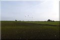 SE6135 : Farmland near Lilac Farm by DS Pugh