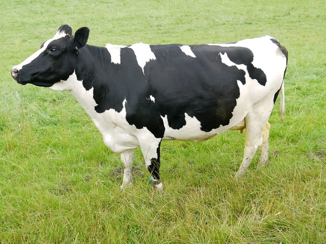 Friesian Dairy Cow © Nigel Mykura :: Geograph Britain and Ireland