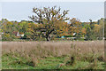 View towards Burpham Court Farm