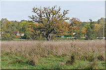 TQ0052 : View towards Burpham Court Farm by Alan Hunt