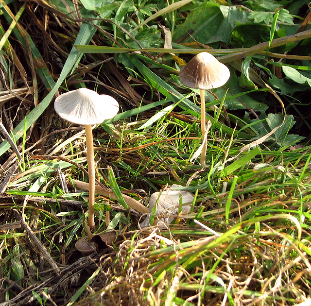 Mushrooms on a field's edge © Evelyn Simak :: Geograph Britain and Ireland