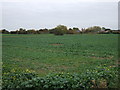 TF5210 : Crop field off Walton Road by JThomas