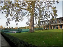 TQ2174 : Tree at National Tennis Centre by Paul Gillett